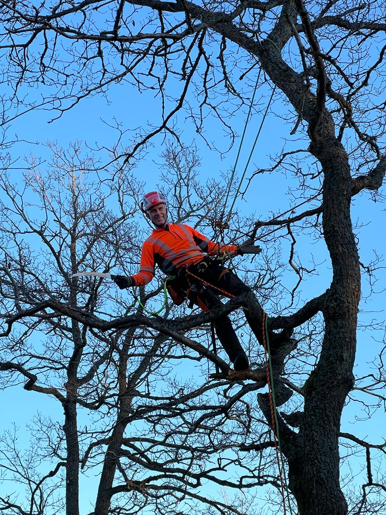 Arborist Skåne